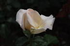 Racy Lady rose photo