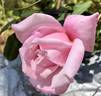 First Love rose photo