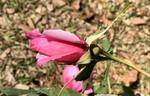 First Love rose photo