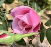 First Love rose photo
