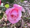 First Love rose photo