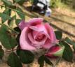 First Love rose photo