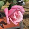 First Love rose photo