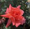Hawaii rose photo