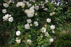 Crème de la Crème rose photo