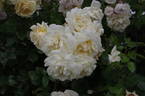 Crème de la Crème rose photo