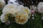 Crème de la Crème rose photo