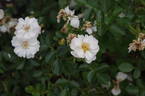 POULmulti rose photo