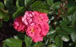 Cameo rose photo