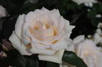 DICwaffle rose photo