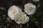 Clarence House rose photo