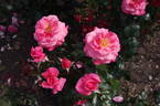 Gordons College rose photo