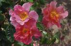 Edith Holden rose photo