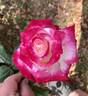 Headliner rose photo