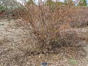 Prairie Sweetheart rose photo