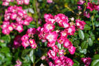 Papa Hémeray rose photo
