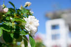 Fimbriata rose photo