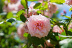 Fairlie Rede rose photo