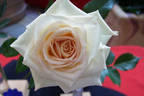 Lemon Swirl rose photo