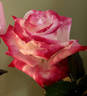 Headliner rose photo