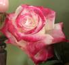 Headliner rose photo