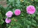 Rose Edouard rose photo