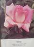 Gavotte rose photo
