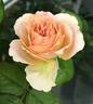 Cafe Latte rose photo