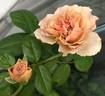 Cafe Latte rose photo