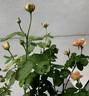 Cafe Latte rose photo