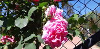 Amy Johnson rose photo