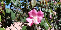 Jessie Clark rose photo