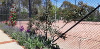 Glenara rose photo
