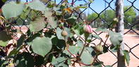Glenara rose photo