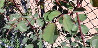 Glenara rose photo