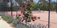 Countess of Stradbroke rose photo