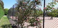 Flying Colours rose photo