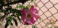 Flying Colours rose photo