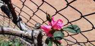Kitty Kininmonth rose photo
