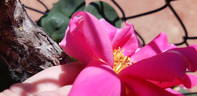 Kitty Kininmonth rose photo