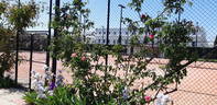 Cicely Lascelles rose photo