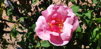 Cicely Lascelles rose photo