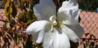 Mrs. Richard Turnbull rose photo