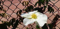 Mrs. Richard Turnbull rose photo