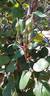 Mrs. Hugh Dettmann rose photo