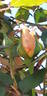 Mrs. Hugh Dettmann rose photo