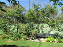 Harbinger rose photo