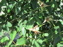 Harbinger rose photo