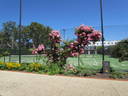 Gladsome rose photo