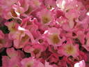 Gladsome rose photo